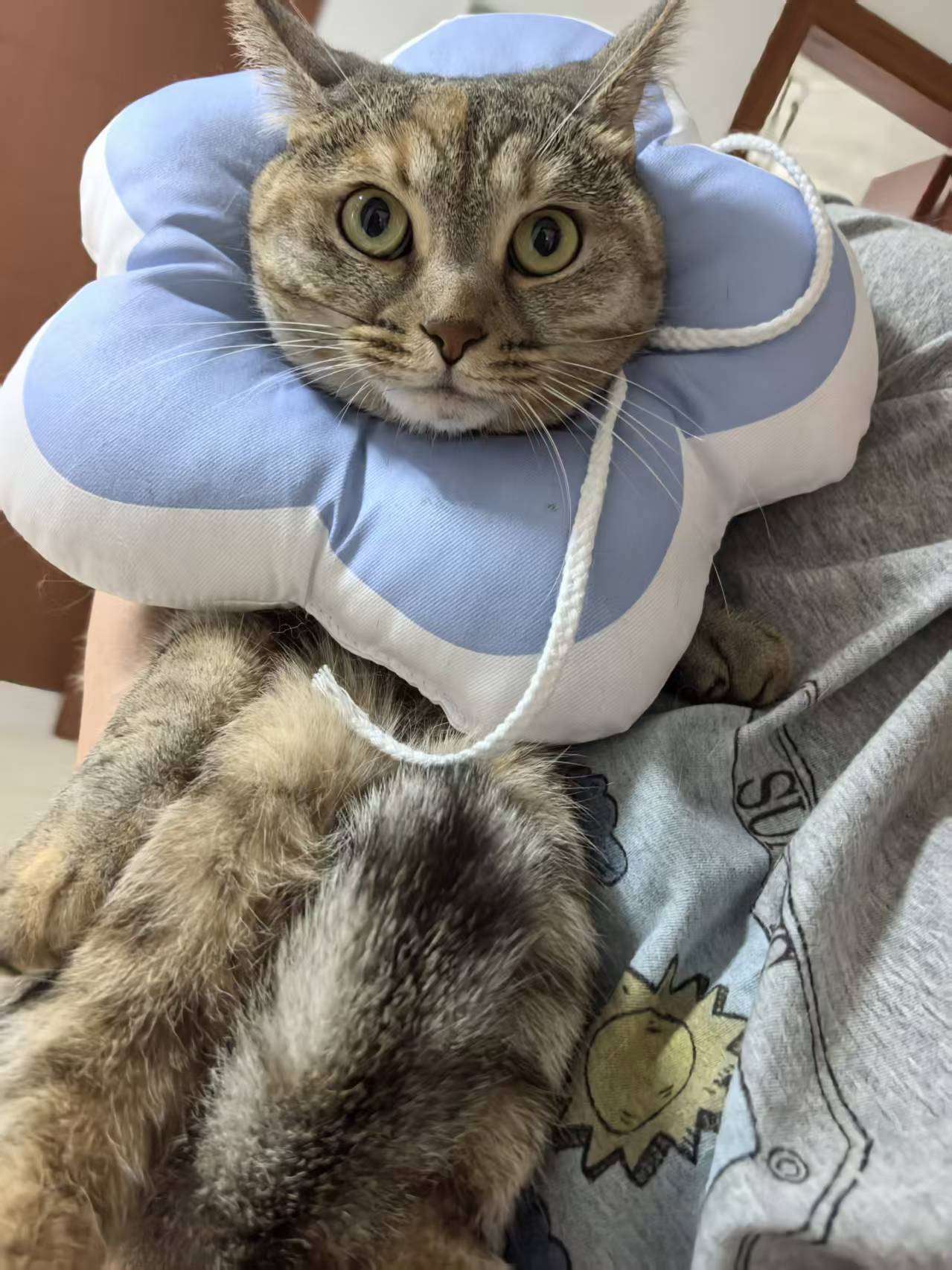 戴着蓝色花朵头套的猫咪十一