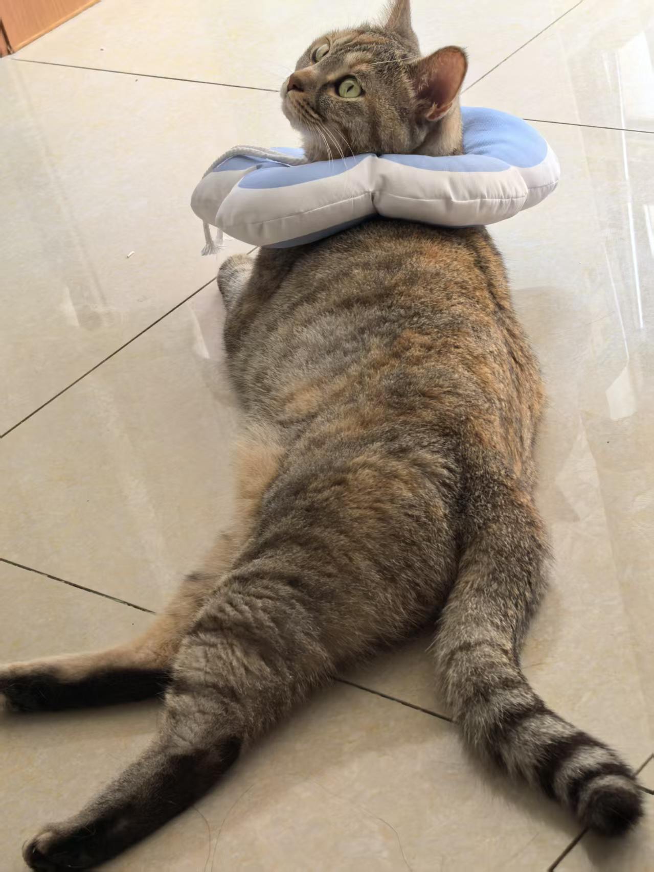 躺着回头看的猫咪十一